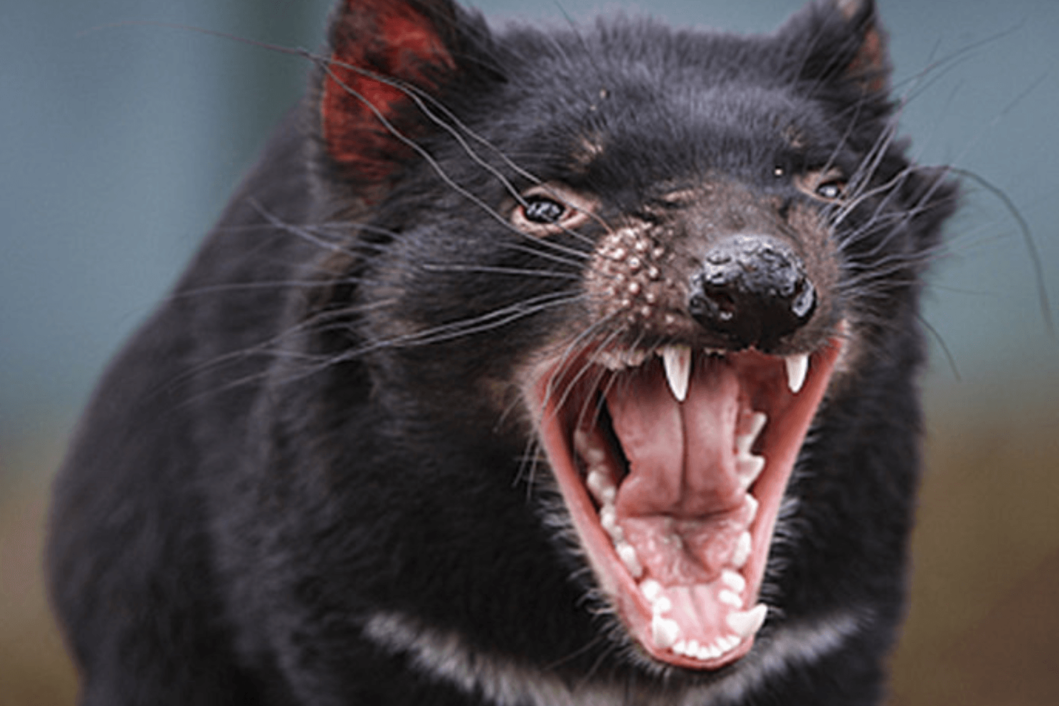 Tasmanian devil at bonorong park wildlife refuge